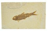 Detailed Fossil Fish (Knightia) - Wyoming #318566-1